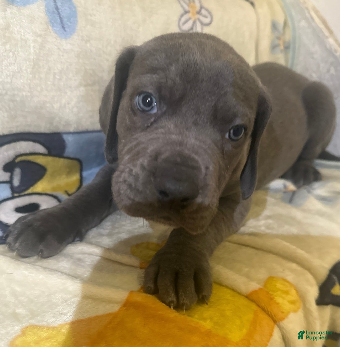 Great Dane dogs Great Dane Puppy 6 - Ad 1