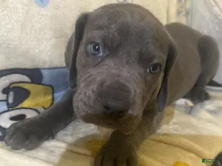 Great Dane dogs Great Dane Puppy 6 - Ad 1