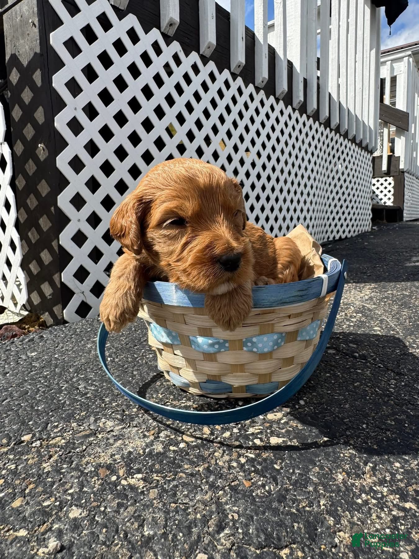 Goldendoodle dogs Goldendoodle Male - Orange - Ad 35