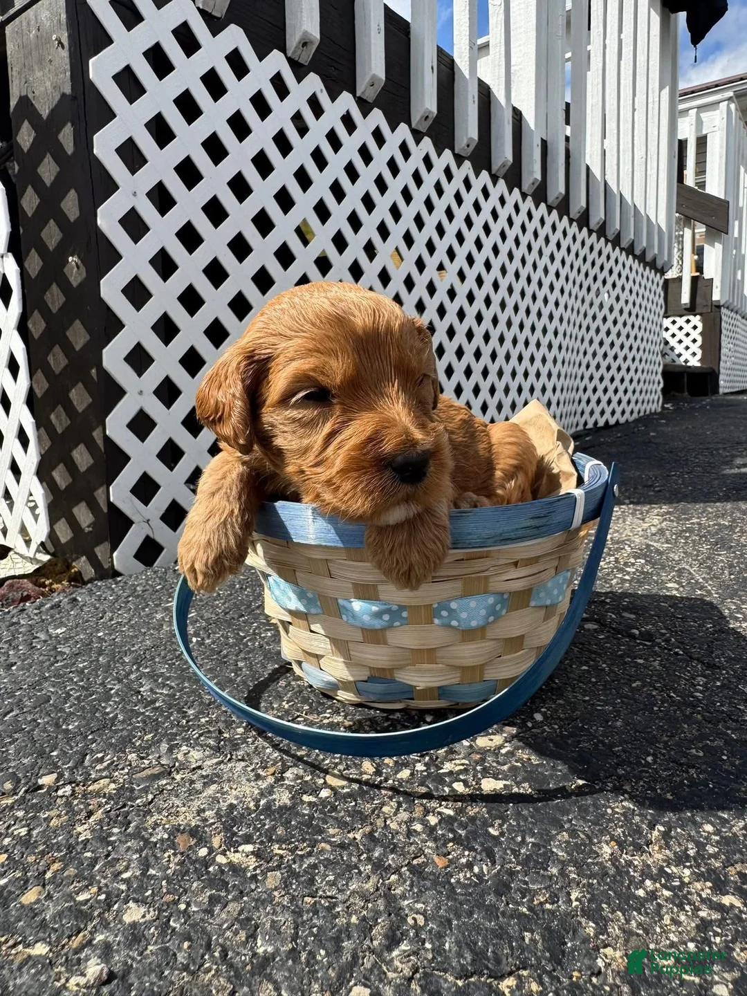 Goldendoodle dogs for sale: Goldendoodle Male - Orange - Ad 1