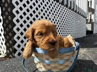 Goldendoodle dogs Goldendoodle Male - Orange - Ad 35