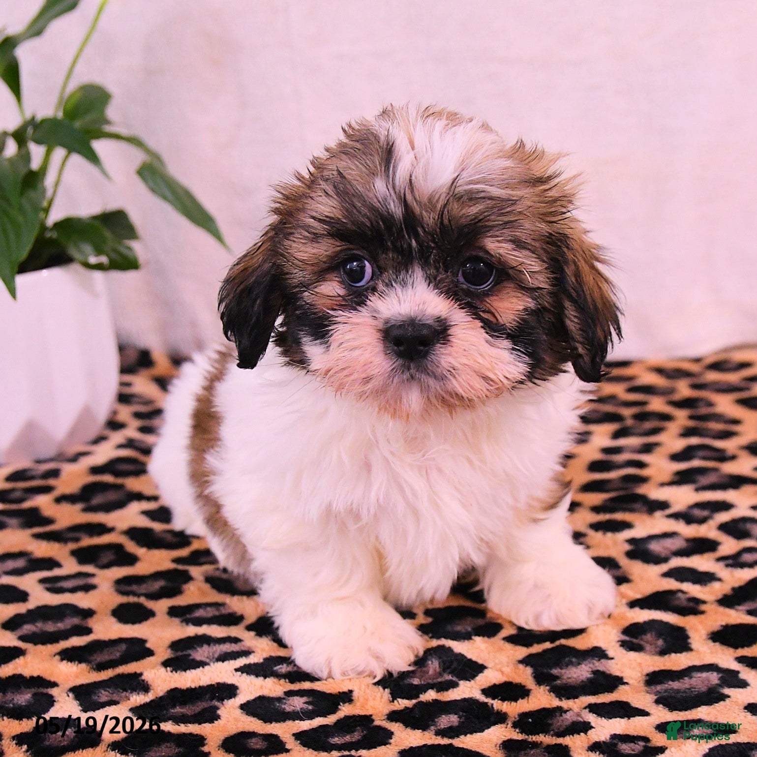 Shih Tzu dogs Jemima - Ad 1