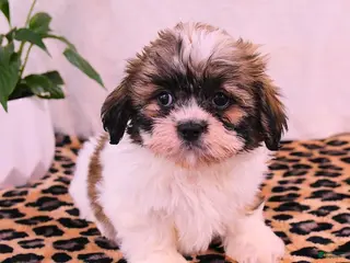 Shih Tzu dogs for sale: Jemima - Ad 2