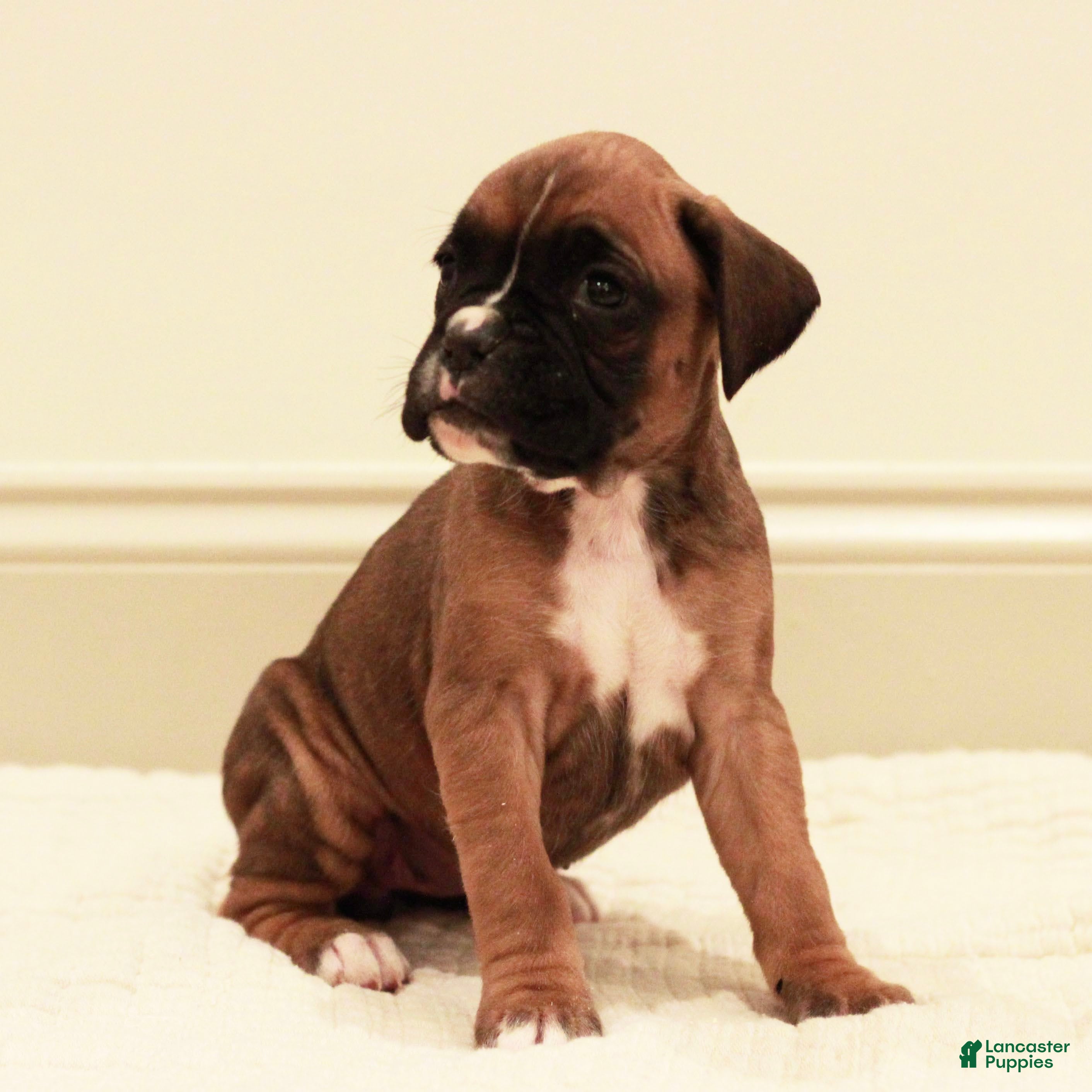 Boxer dogs Flora - Ad 31