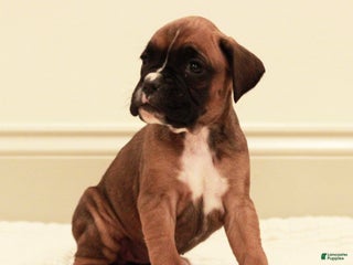 Boxer dogs Flora - Ad 31