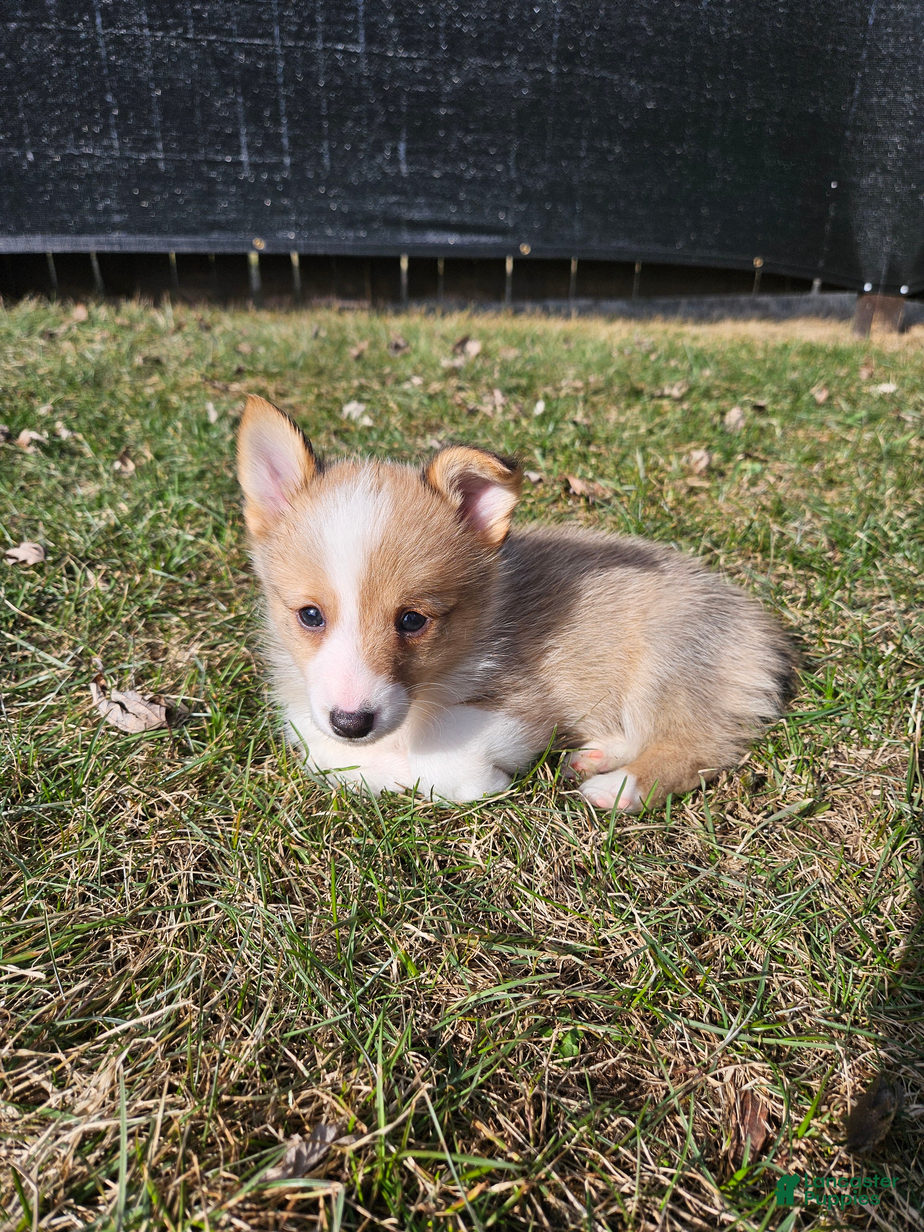 Mixed Breed dogs Rocko - Ad 20