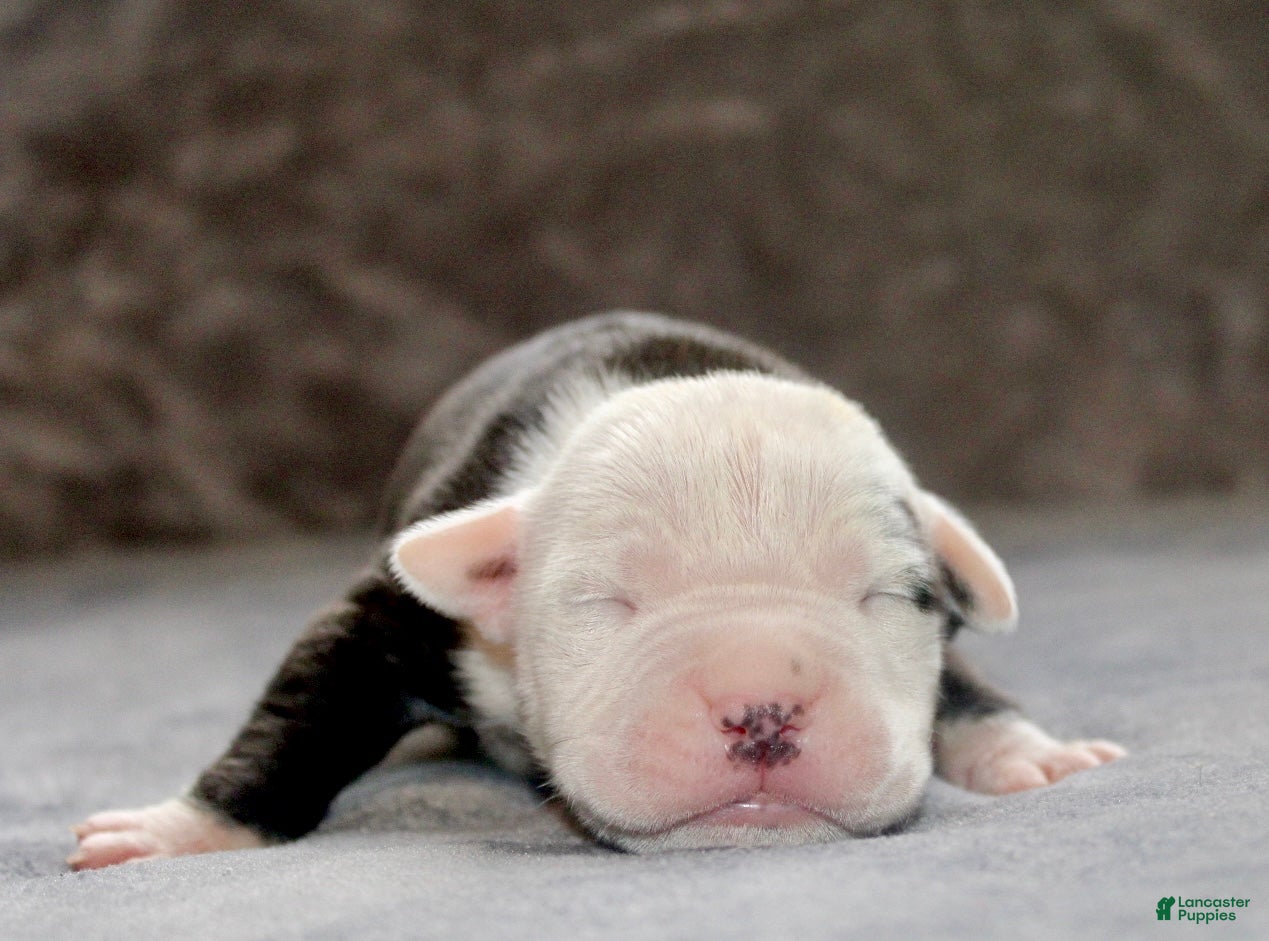 American Bully dogs Ivar - Ad 2