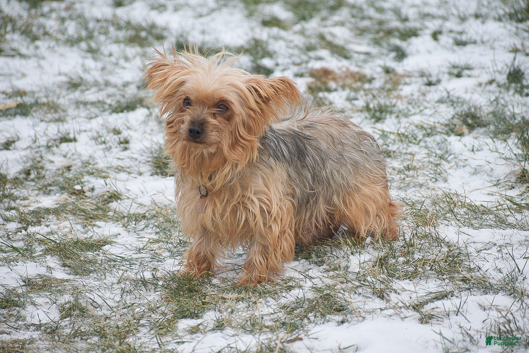 Yorkshire Terrier dogs for sale: Phantom - Ad 7