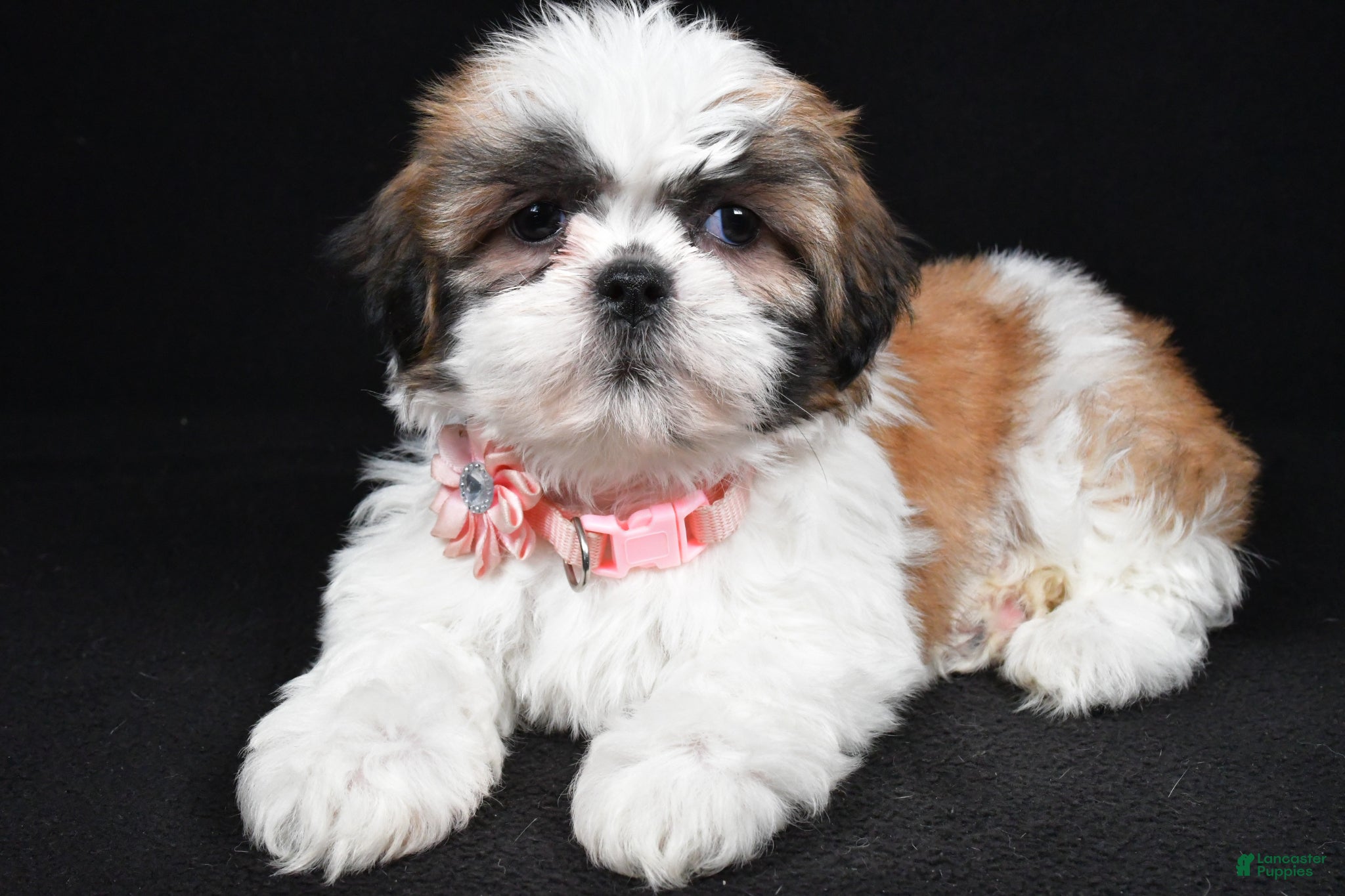 Shih Tzu dogs Izzy - Ad 2