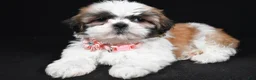 Shih Tzu dogs for sale: Izzy - Ad 2