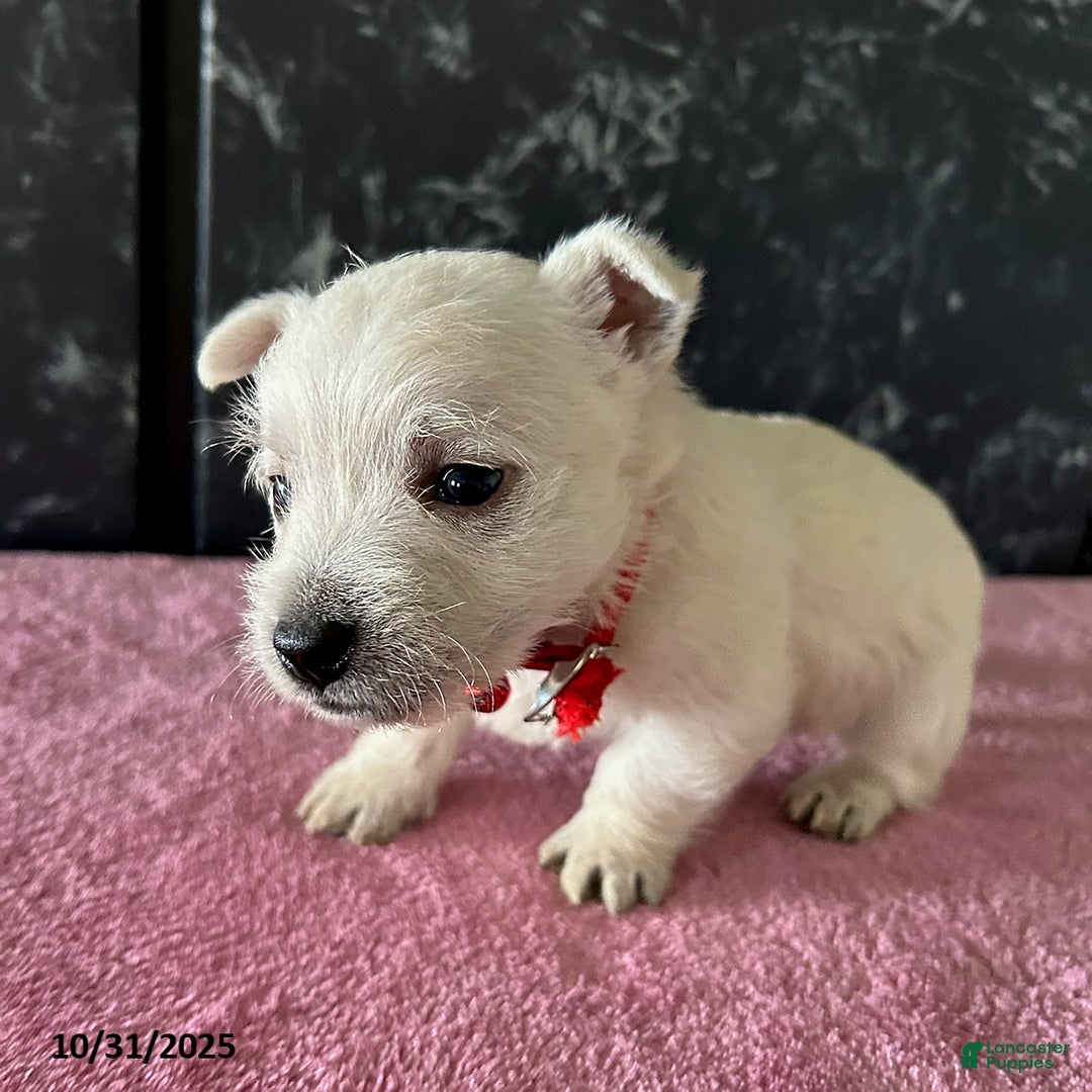 West Highland Terrier dogs for sale: Tina - Ad 2
