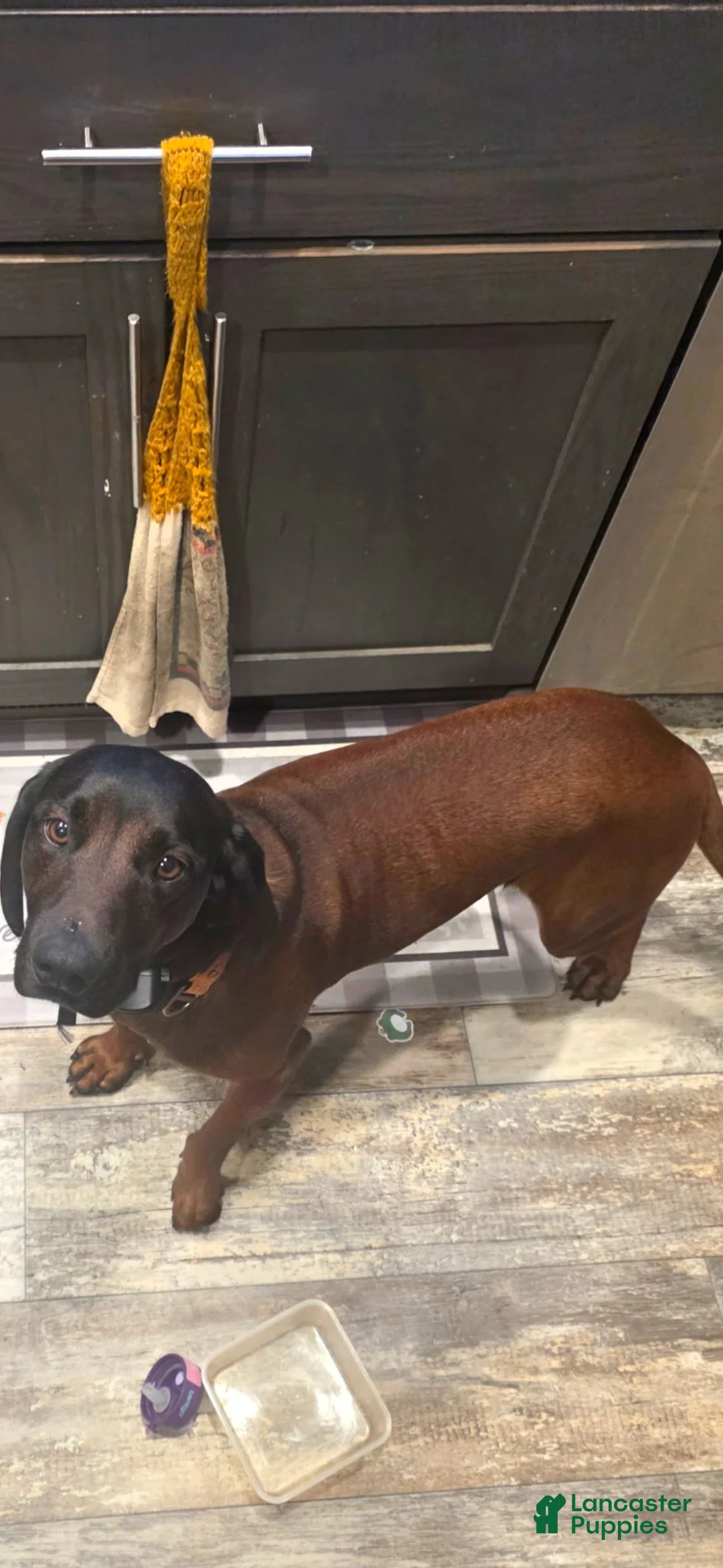 Other breed dogs for sale: Bavarian Mountain Scent Hound Black Male Puppy - Ad 7