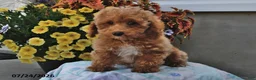 Miniature Poodle dogs for sale: Sage - Ad 5
