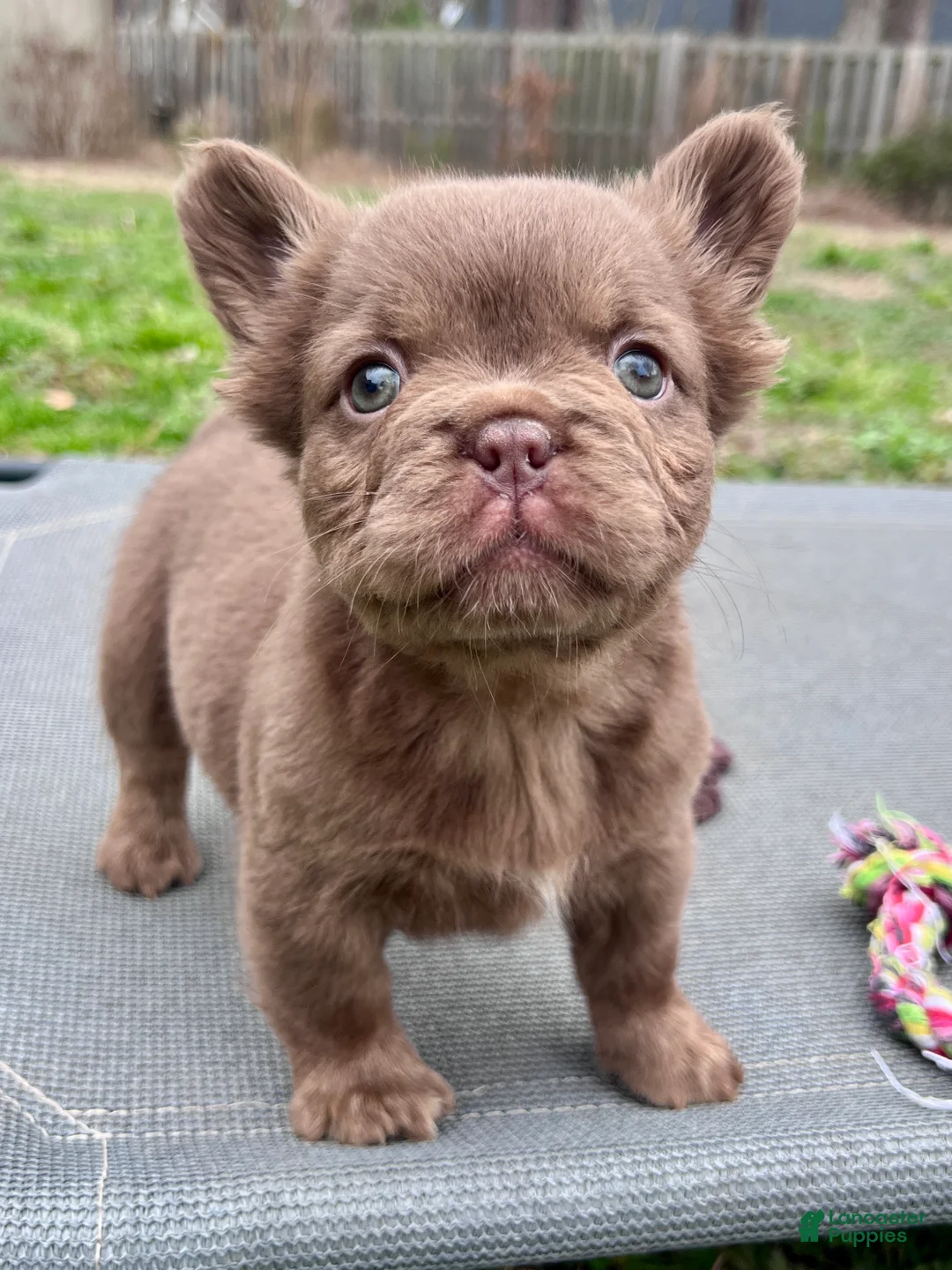 French Bulldog dogs for sale: Teddy Bear - Ad 1