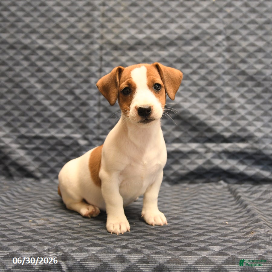 Jack Russell Terrier dogs Emily - Ad 1