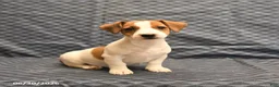 Jack Russell Terrier dogs for sale: Emily - Ad 1