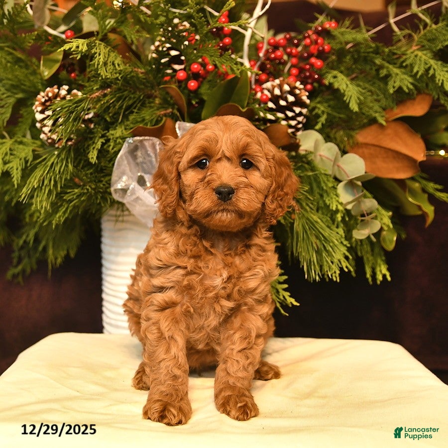 Cockapoo dogs Scarlet  - Ad 34