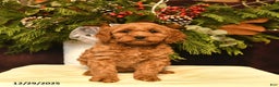 Cockapoo dogs for sale: Scarlet  - Ad 1