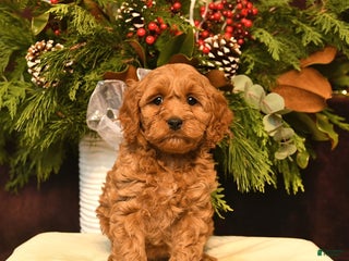 Cockapoo dogs Scarlet - Ad 38