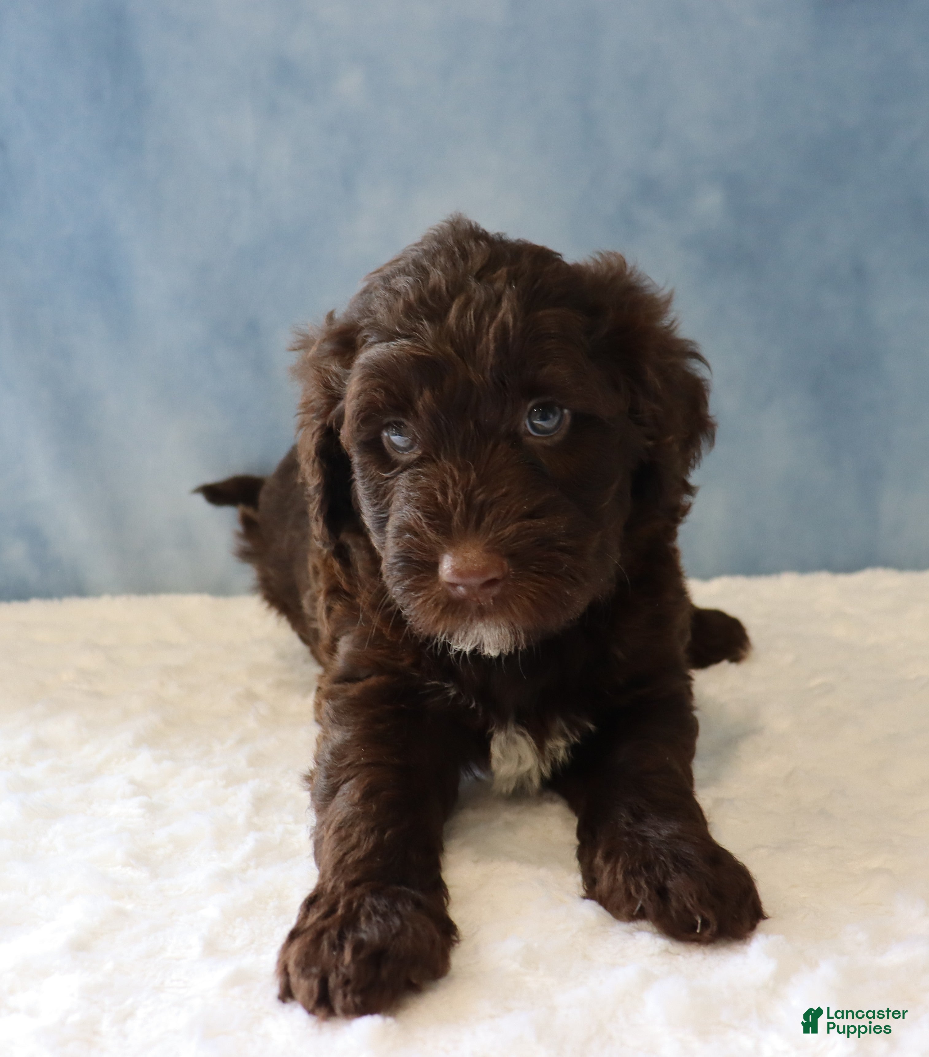 Portuguese Water Dog dogs Sierra - Ad 1