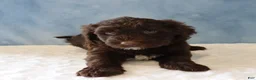 Portuguese Water Dog dogs for sale: Sierra - Ad 1