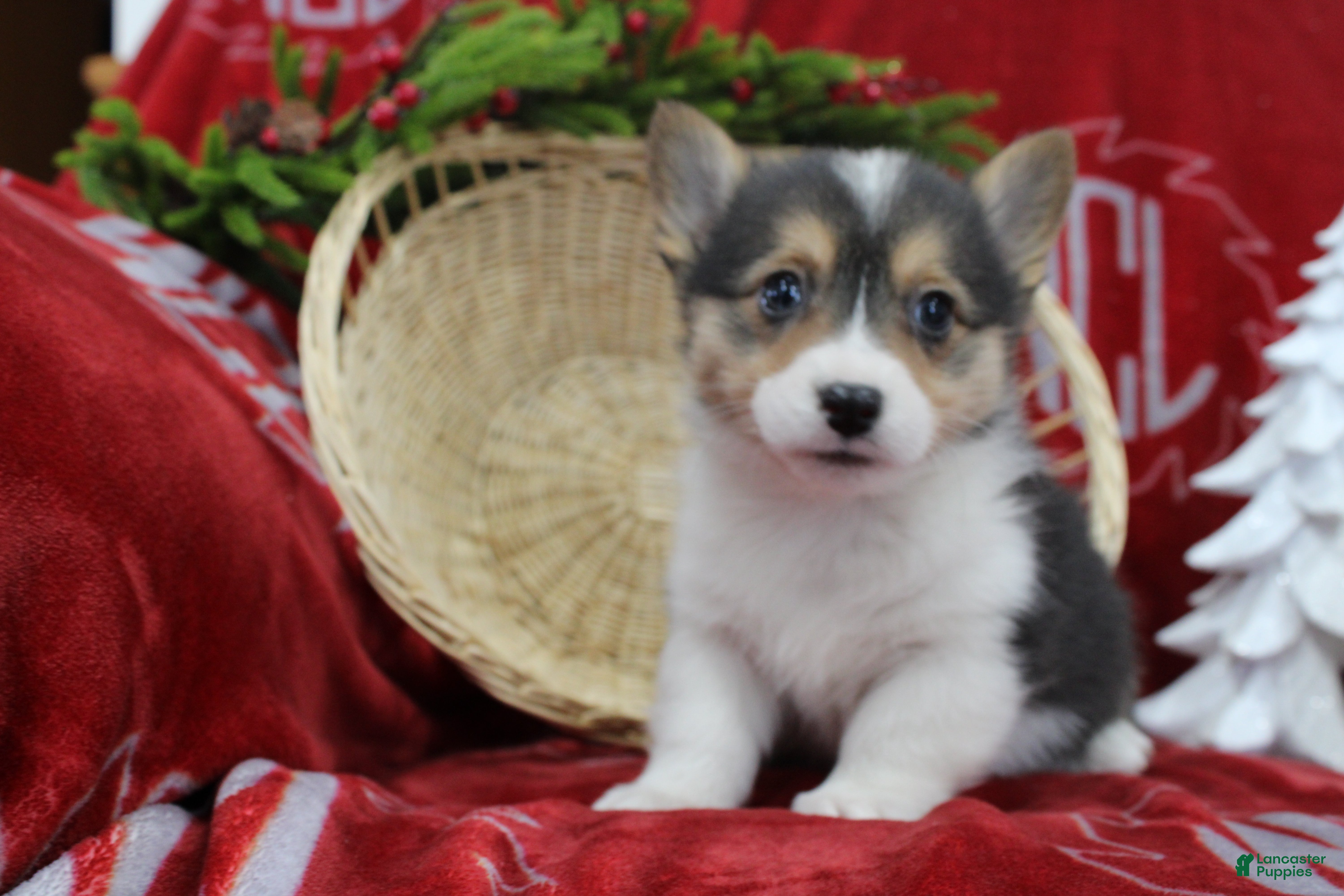 Welsh Corgi Pembroke dogs Bailey - Ad 26