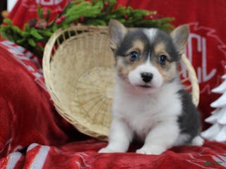 Welsh Corgi Pembroke dogs Bailey - Ad 26