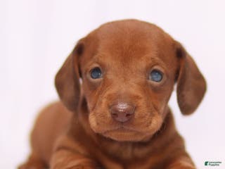 Miniature Dachshund dogs Willow - Ad 40