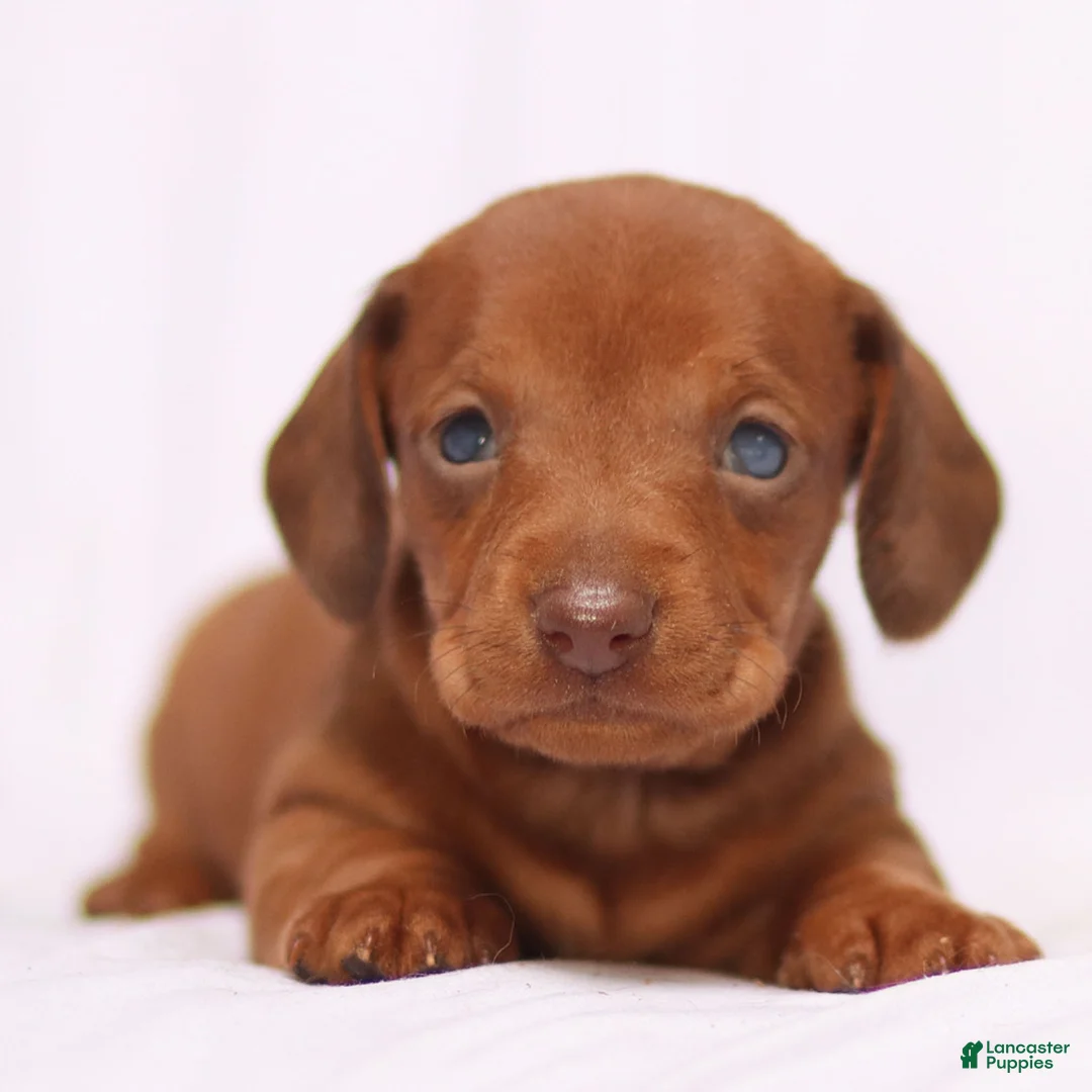 Miniature Dachshund dogs for sale: Willow - Ad 7