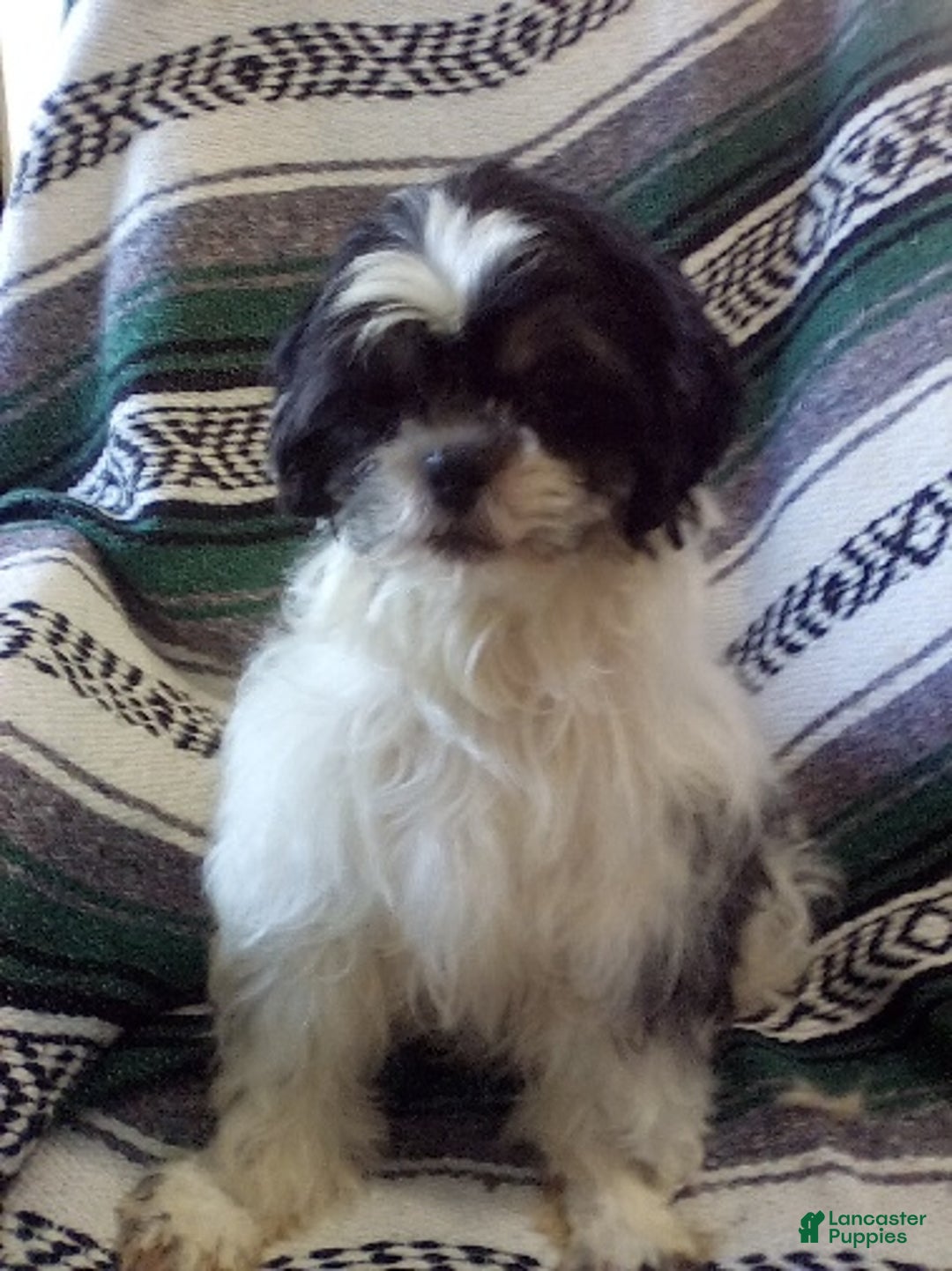 Shih Tzu dogs for sale: Benny - Ad 12