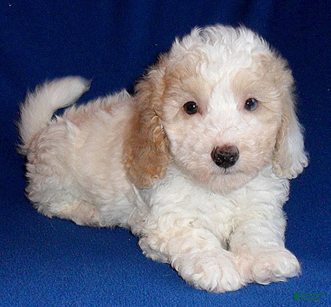 Miniature Poodle dogs for sale: Patches - Ad 4