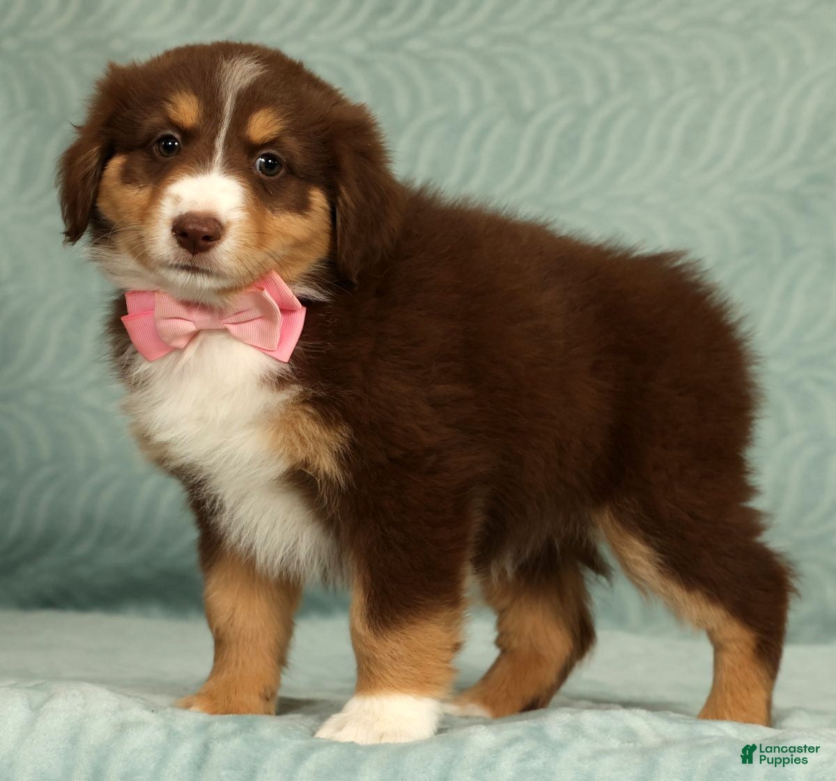 Australian Shepherd dogs for sale: Pearl - Ad 4