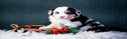 Miniature Australian Shepherd dogs for sale: Drew - Ad 4