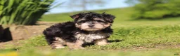 Morkie dogs for sale: River - Ad 5