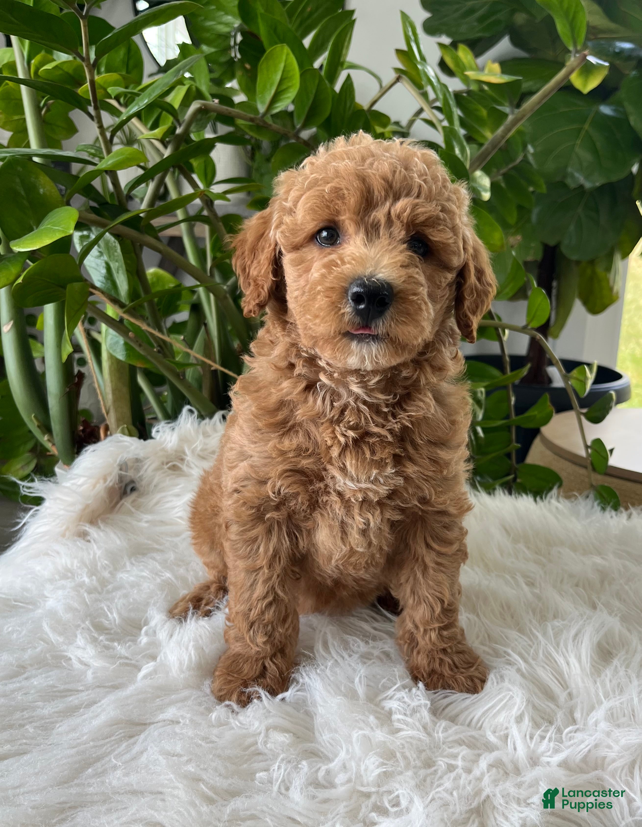 Mini Goldendoodle dogs Cassia  - Ad 1