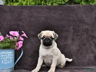 Pug dogs for sale: Begonia - Ad 3