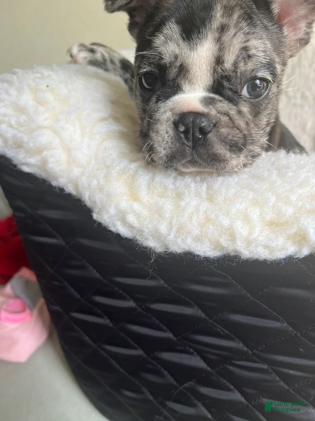 French Bulldog dogs for sale: French Bulldog Puppy 3 - Ad 2