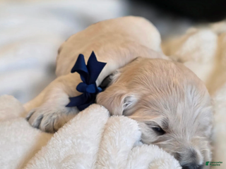 Goldendoodle dogs Winston - Ad 26