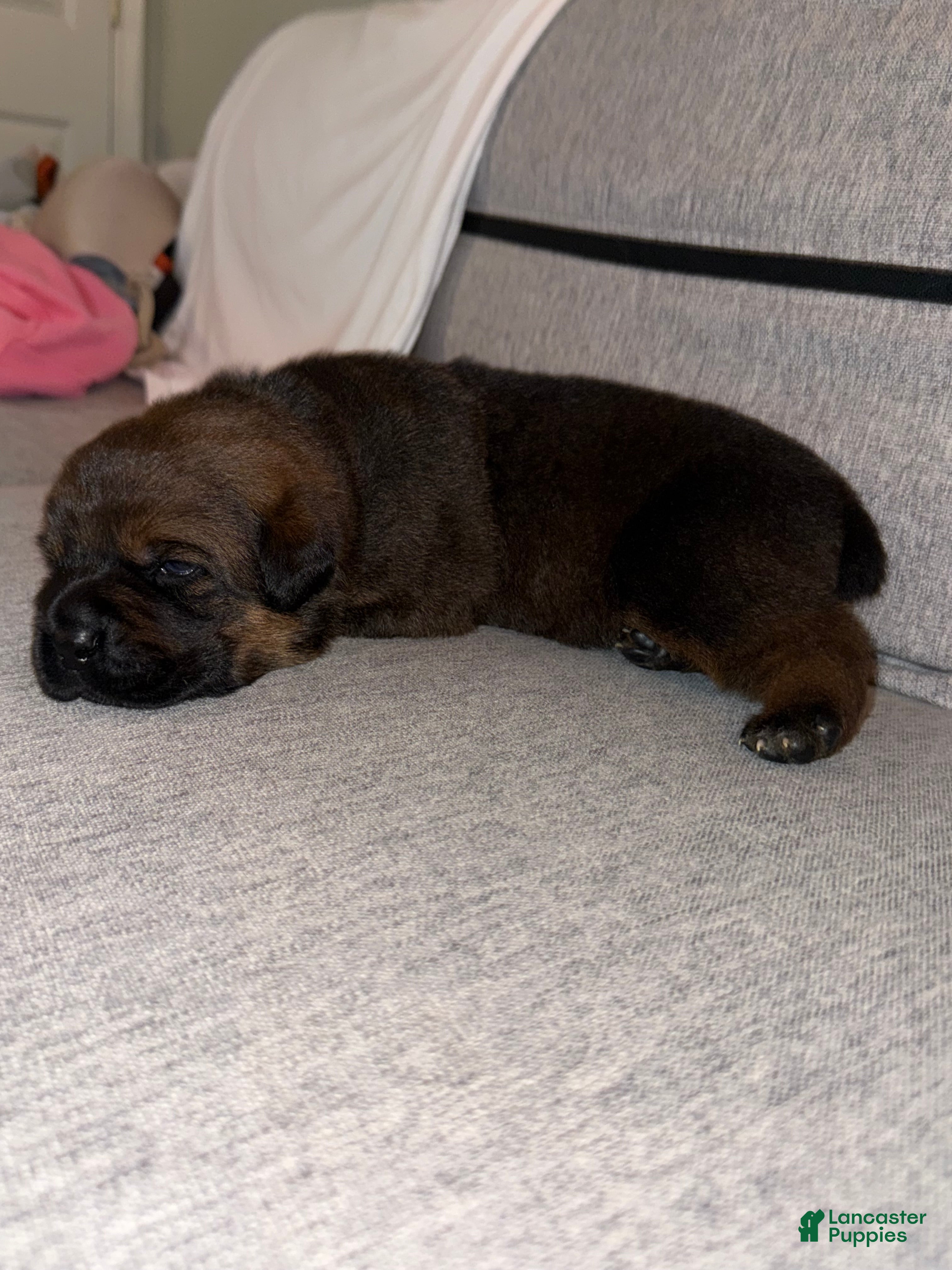 Mixed Breed dogs Mixed Breed 7 - Ad 2