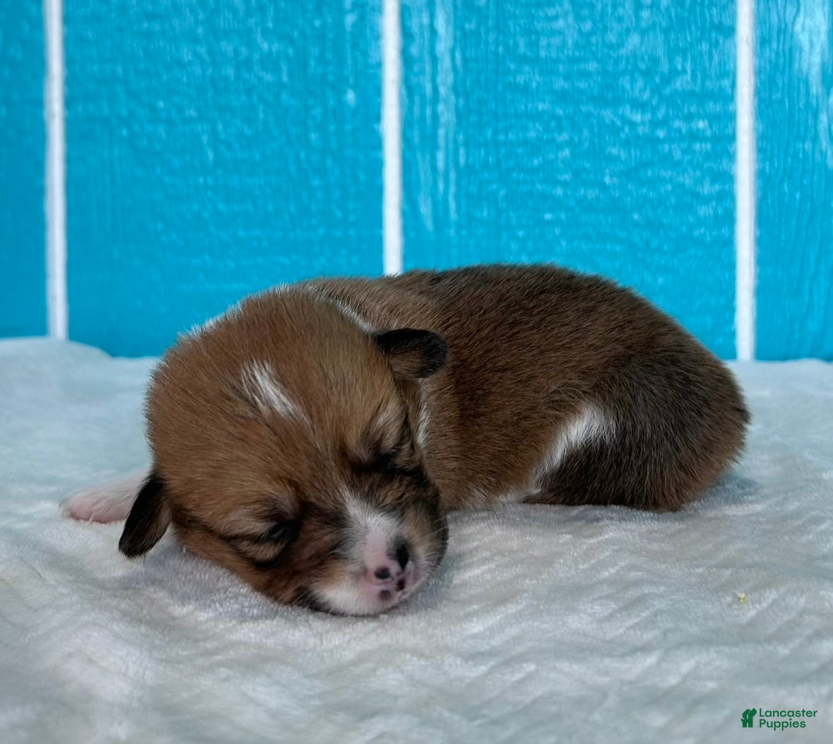 Welsh Corgi Pembroke dogs Hannah Welsh Corgi Pembroke Puppy  - Ad 2