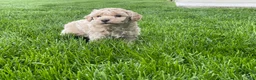 Miniature Poodle dogs for sale: Amos Miniature Poodle Puppy  - Ad 4