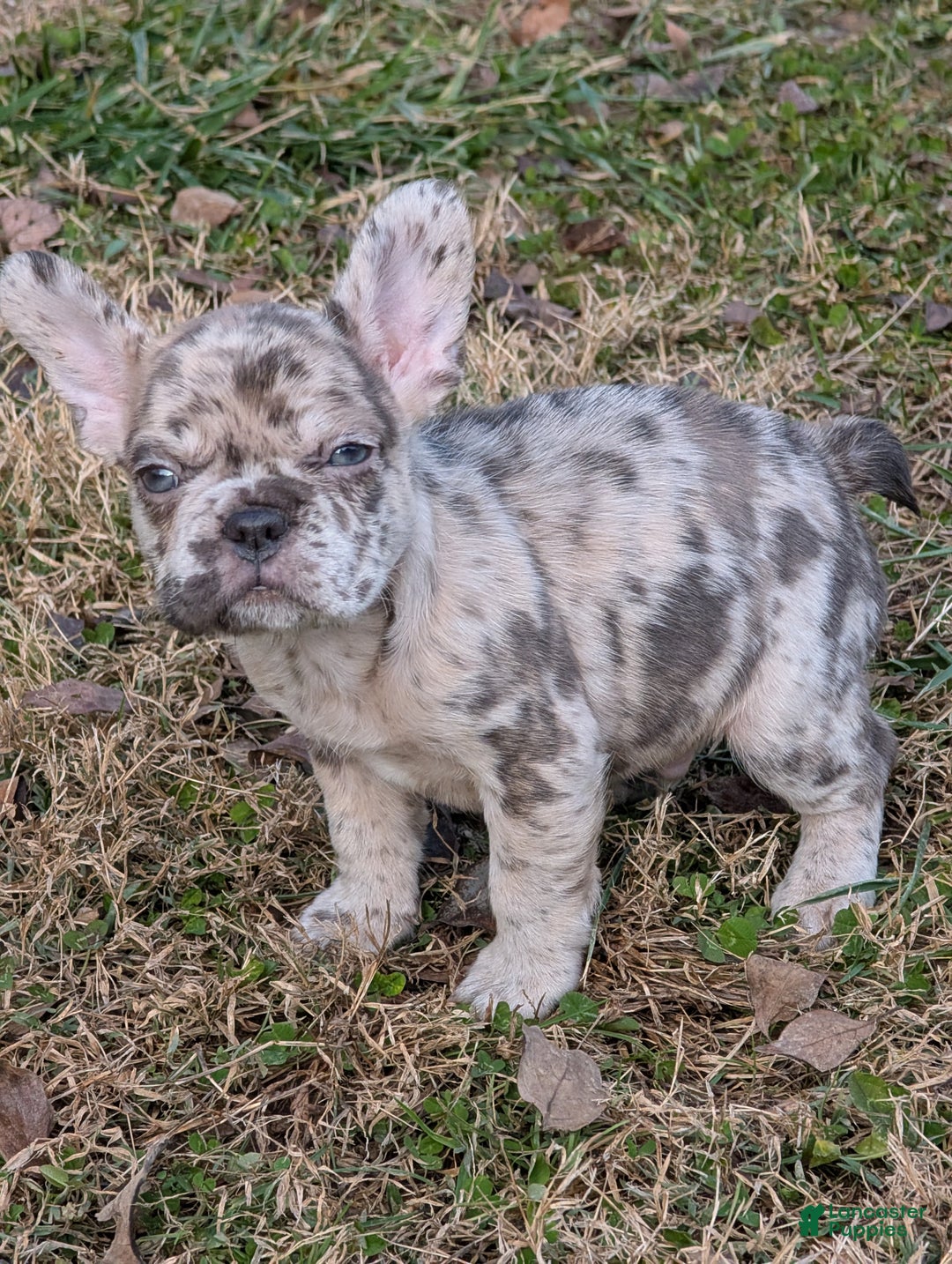 French Bulldog dogs for sale: Calico - Ad 3