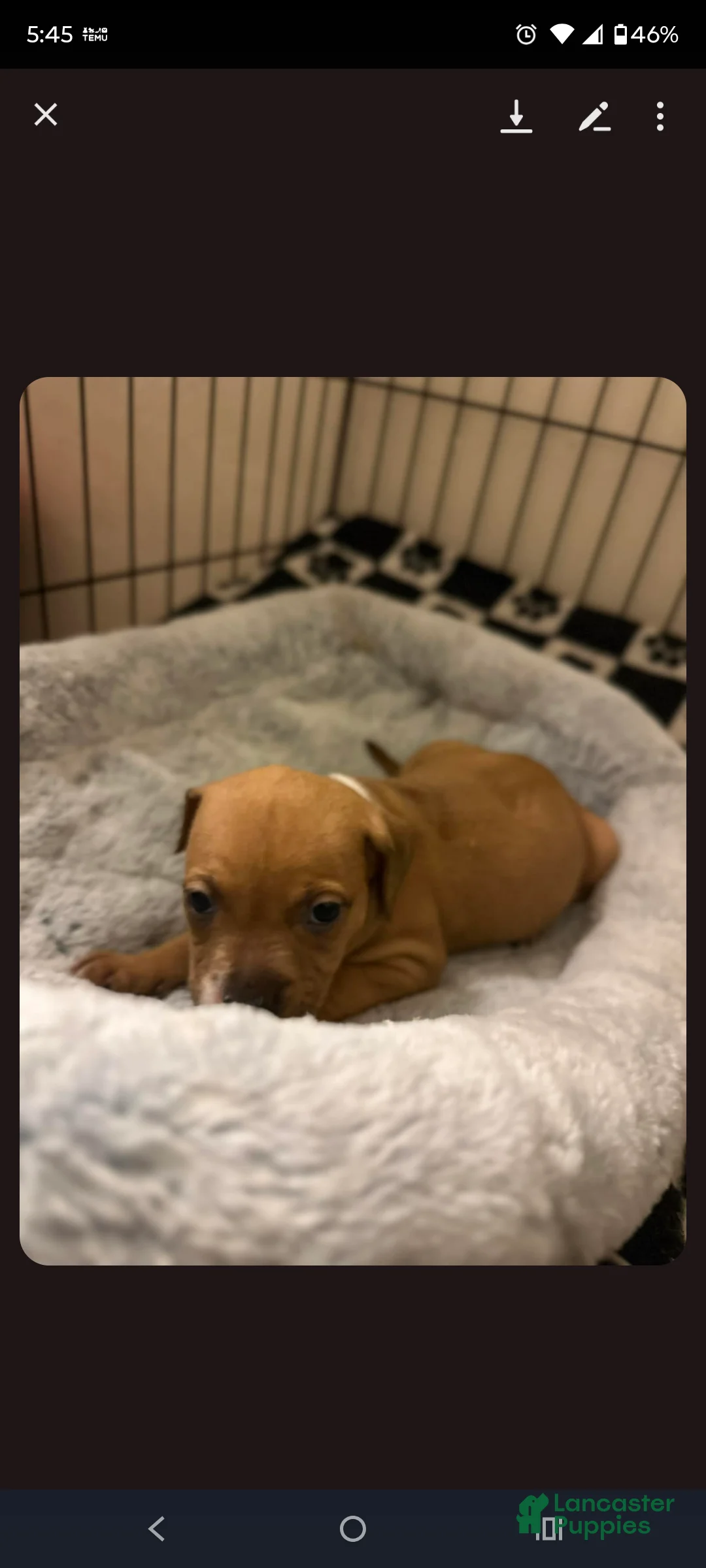 American Staffordshire Terrier dogs for sale: American Staffordshire Terrier Puppy 3 - Ad 2