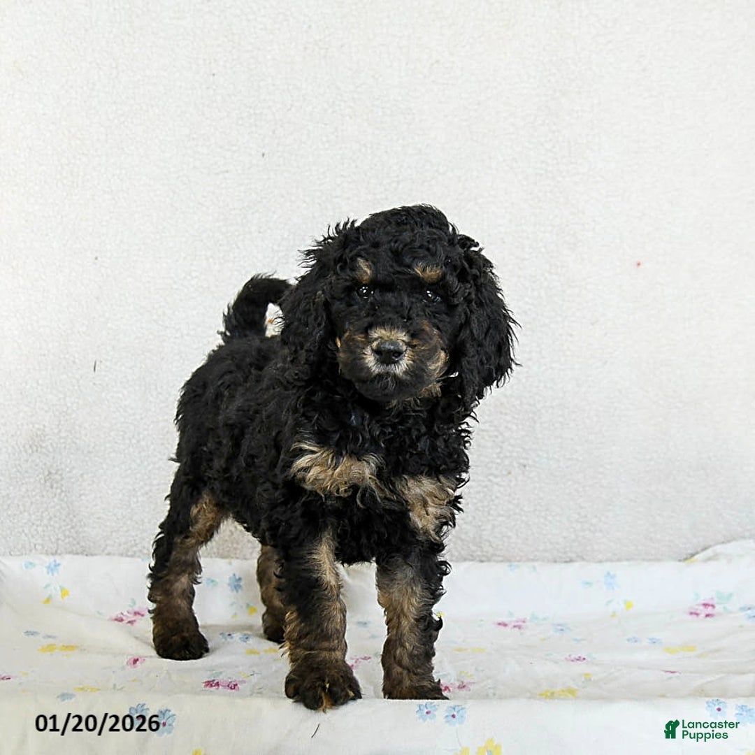 Standard Poodle dogs for sale: Muffin - Ad 3