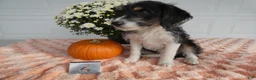 Mixed Breed dogs for sale: Mixed Breed 4   - Ad 2