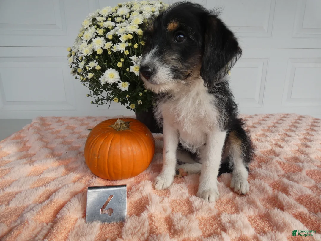 Mixed Breed dogs for sale: Mixed Breed 4   - Ad 2