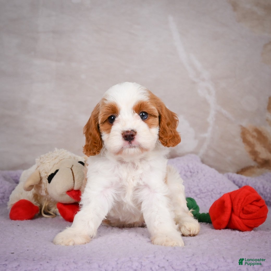 Cavapoo dogs Layla - Ad 2