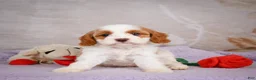 Cavapoo dogs for sale: Layla - Ad 2