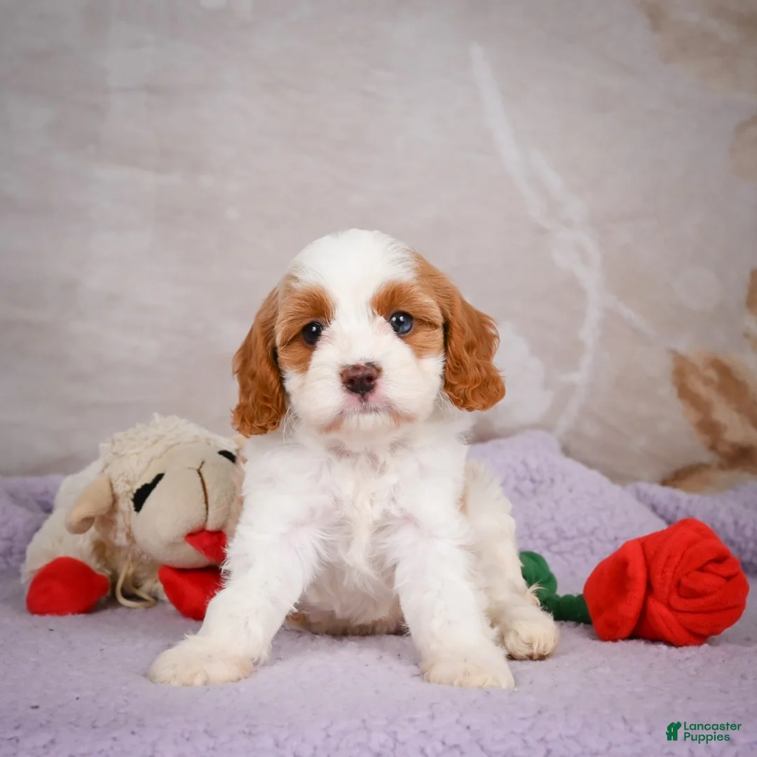Cavapoo dogs for sale: Layla - Ad 2