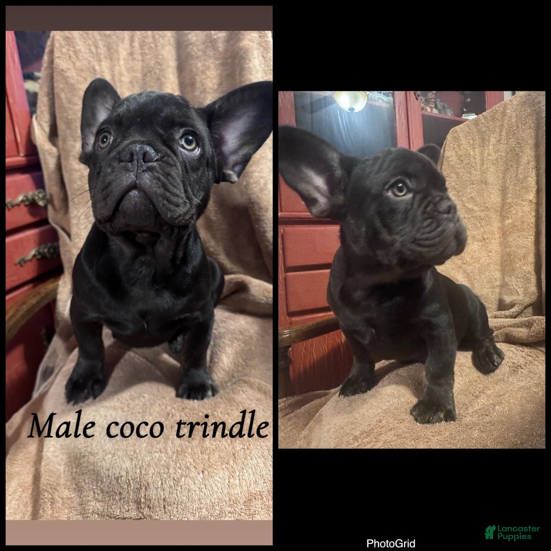 French Bulldog dogs for sale: French Bulldog Puppy 1 - Ad 2